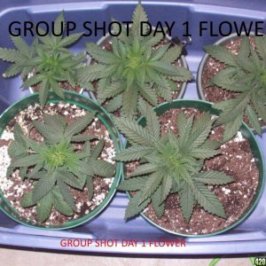 Group_shot_Day_1_flower