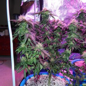 8-6-16 Six Weeks in Flower; Starteded from seed 5-5-16