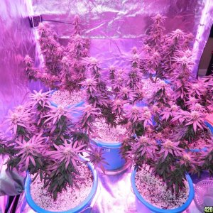 8-6-16 Six Weeks in Flower; Starteded from seed 5-5-16