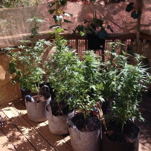 More Views of the Outdoor Grow