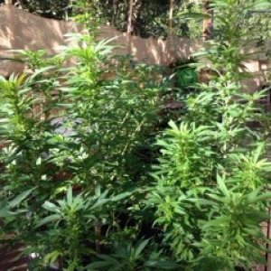 More Views of the Outdoor Grow
