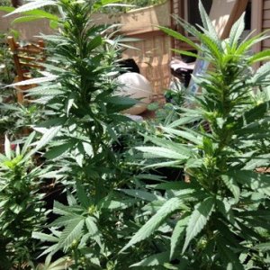 Black Indica--Side-Bending, Topping, and Pruning
