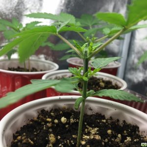 Day 15 - before transplant