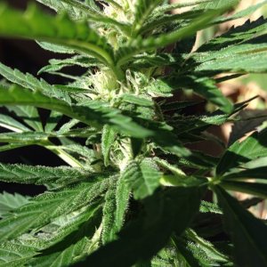 Black Indica--Week Four Outdoor Flowering at 6500 Ft.