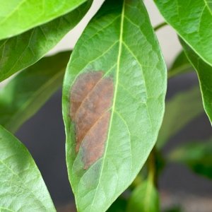 brown Leaf