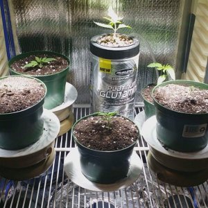 1st grow (pics not in order)