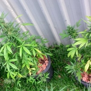 Yellowing of shade leaves in flowering outdoor