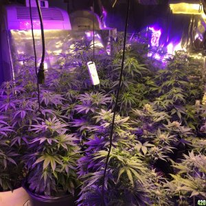 Current 2016 Grow