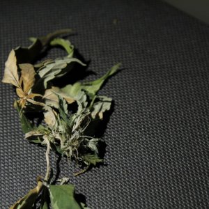 ACCIDENT 1 : This is why the CFL should NEVER touch your plant.