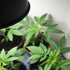 First time grower here! 6th week of veg. What do you guys think?