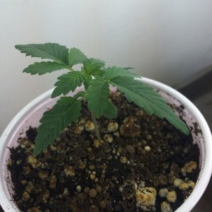 leweed's 2nd grow week 3