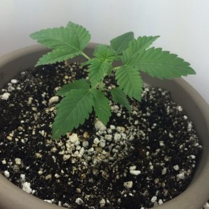 leweed's 2nd grow week 3