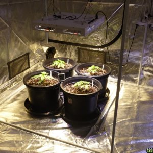 AK47 & Super Skunk Amare LED Indoor Grow