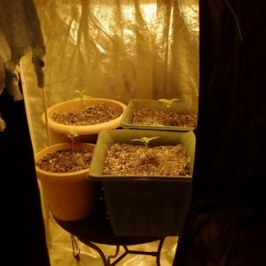 FIRST GROW-PLZ SAY YOUR OPINION