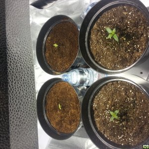 auto seeds 10 days old