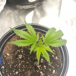 Skywalker Clone - Day 1, 7 Hours Later