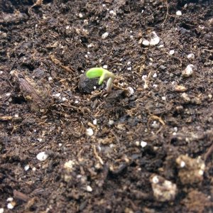 Seedlings pop