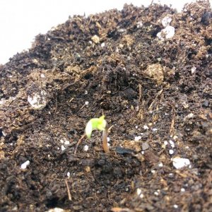 Seedlings pop