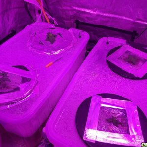 forst grow: Daily progress pic