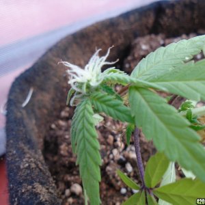 Nitrogen deficiency - Dying, or simply done?