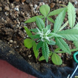 Nitrogen deficiency - Dying, or simply done?