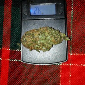4.2 gram bud
