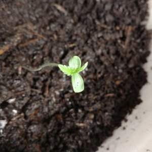 Plant #1 seedling