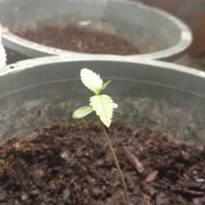 Plant #2 - day 13