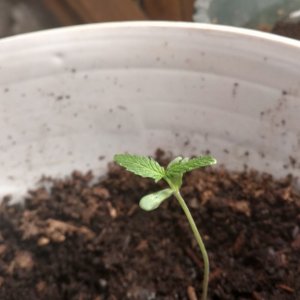 Plant #1 - Day 13