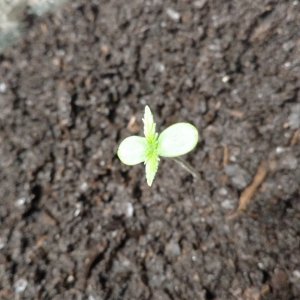 Plant #2 Seedling