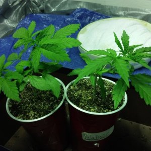 Both_plants_before_transplant