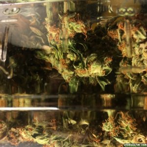 Auto Mazar cured for five months
