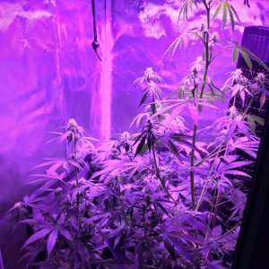 WW auto really growing fast 12/9/16