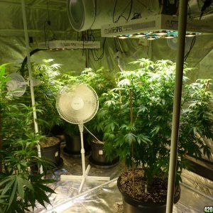 Indoor Amare SE450 LED Grow