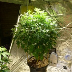 Indoor Amare SE450 LED Grow