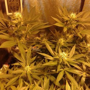 SK1 Day 80