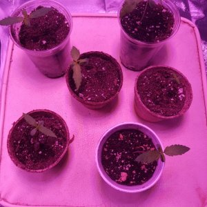 Current stage of seedlings