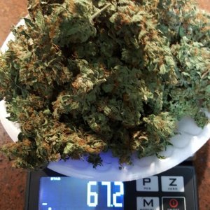 Harvest Dry Weight