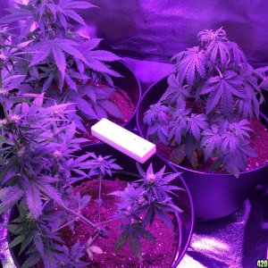 Issues with plants