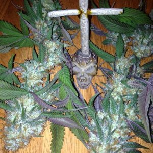 TGA Qush Buds with cross joint