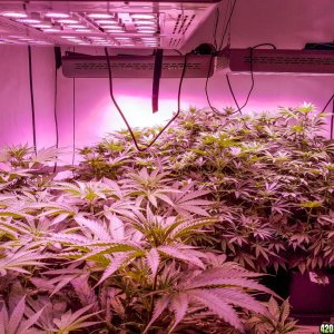10 plant grow - Day 42
