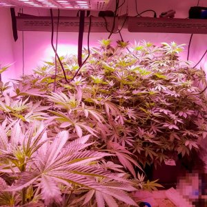 10 plant grow - Disaster under control
