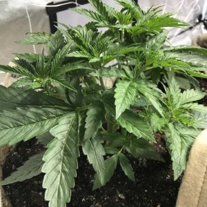 White widow with growth problems