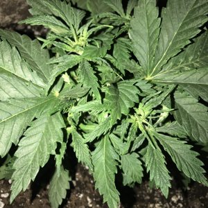 White widow with potential growth problem