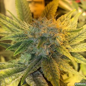day_36_close_up_gg41