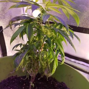 What is wrong with lower leaves