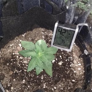 Lapis the Blue Mystic Auto, ~2 weeks from seed