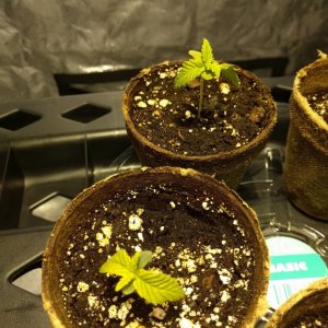 Seedlings at 2 weeks