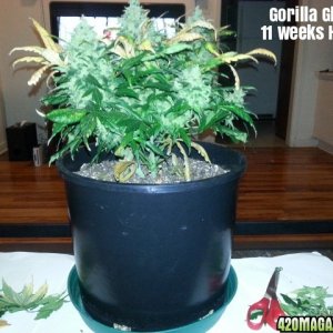 Gorilla Glue #4 11 weeks harvest