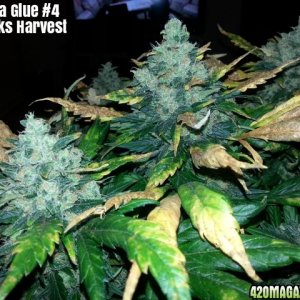 Gorilla Glue #4 11 weeks harvest